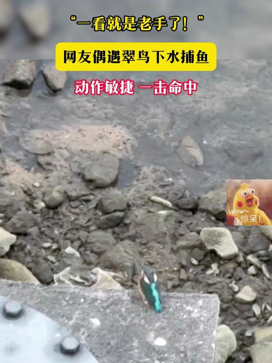 “一看就是老手了!”网友偶遇翠鸟下水捕鱼 动作敏捷 一击命中