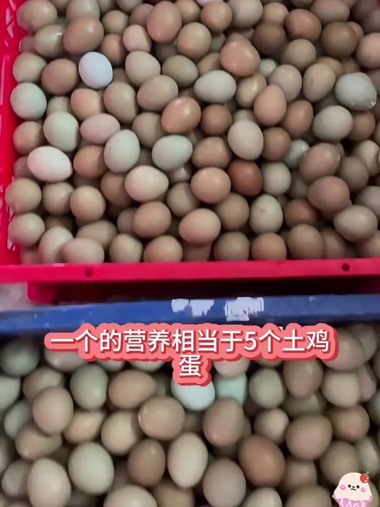 散养七彩山鸡产出的蛋,营养美味双在线