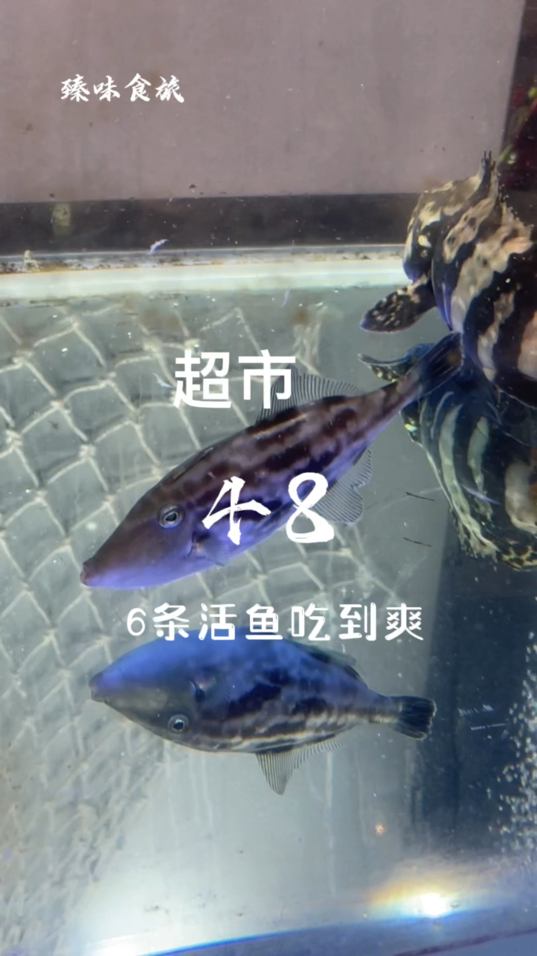 超市里,48买六条活鱼,吃到爽