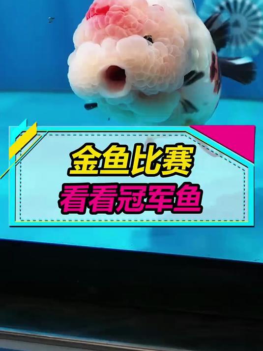 一起看看那些拿奖的兰寿泰狮金鱼，特邀金鱼一姐KK前来讲解！