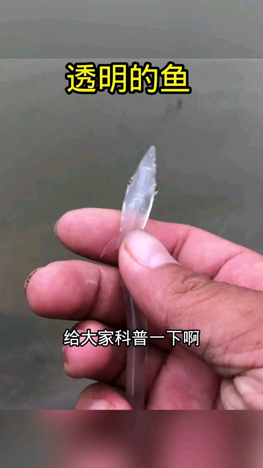 一条透明的鱼,其实我也不知道它的名字