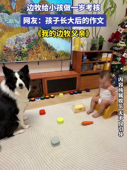 边牧给小孩做一岁考核 网友:孩子长大后的作文《我的边牧父亲》
