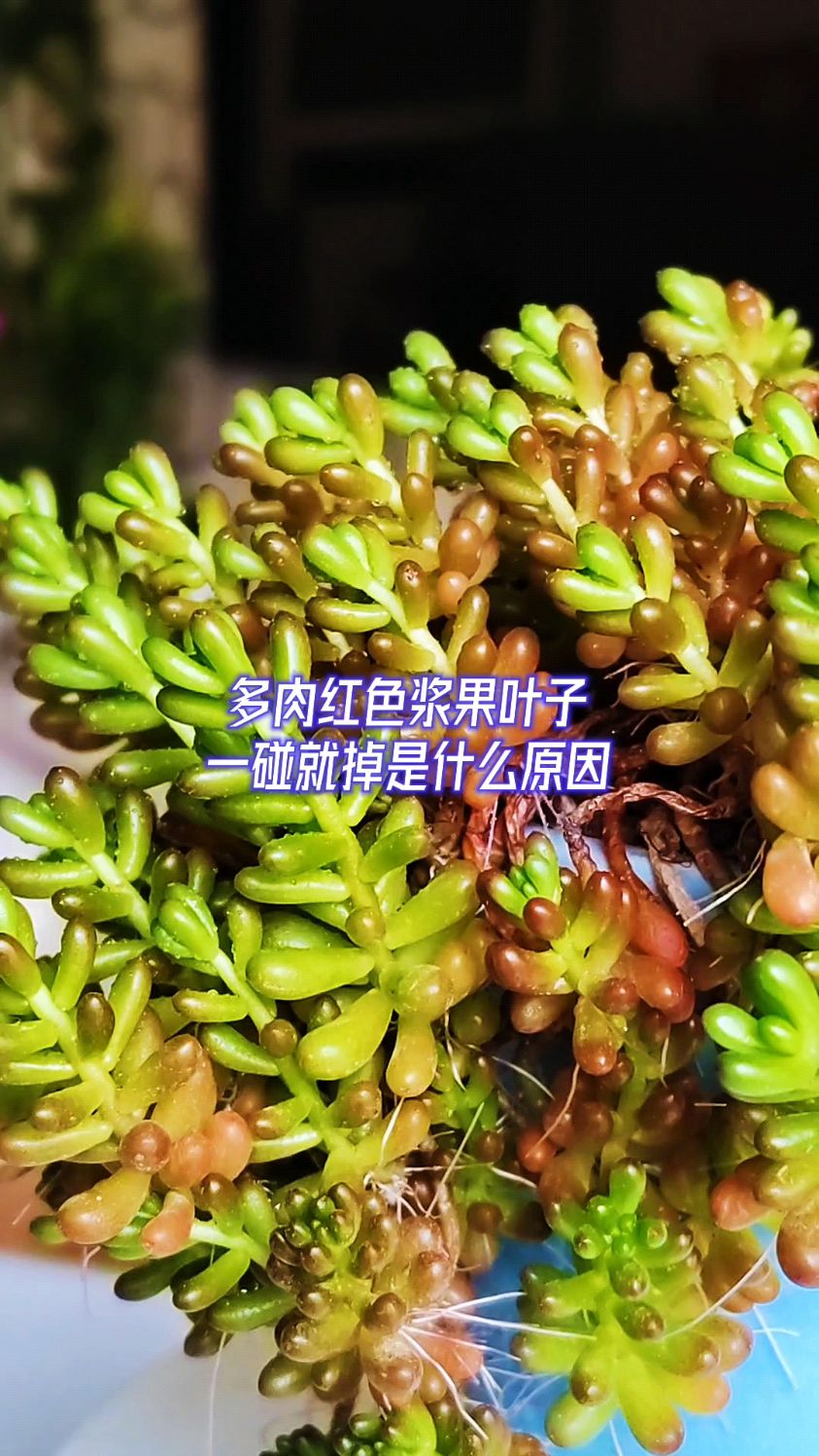 红色浆果叶子一碰就掉是什么原因?