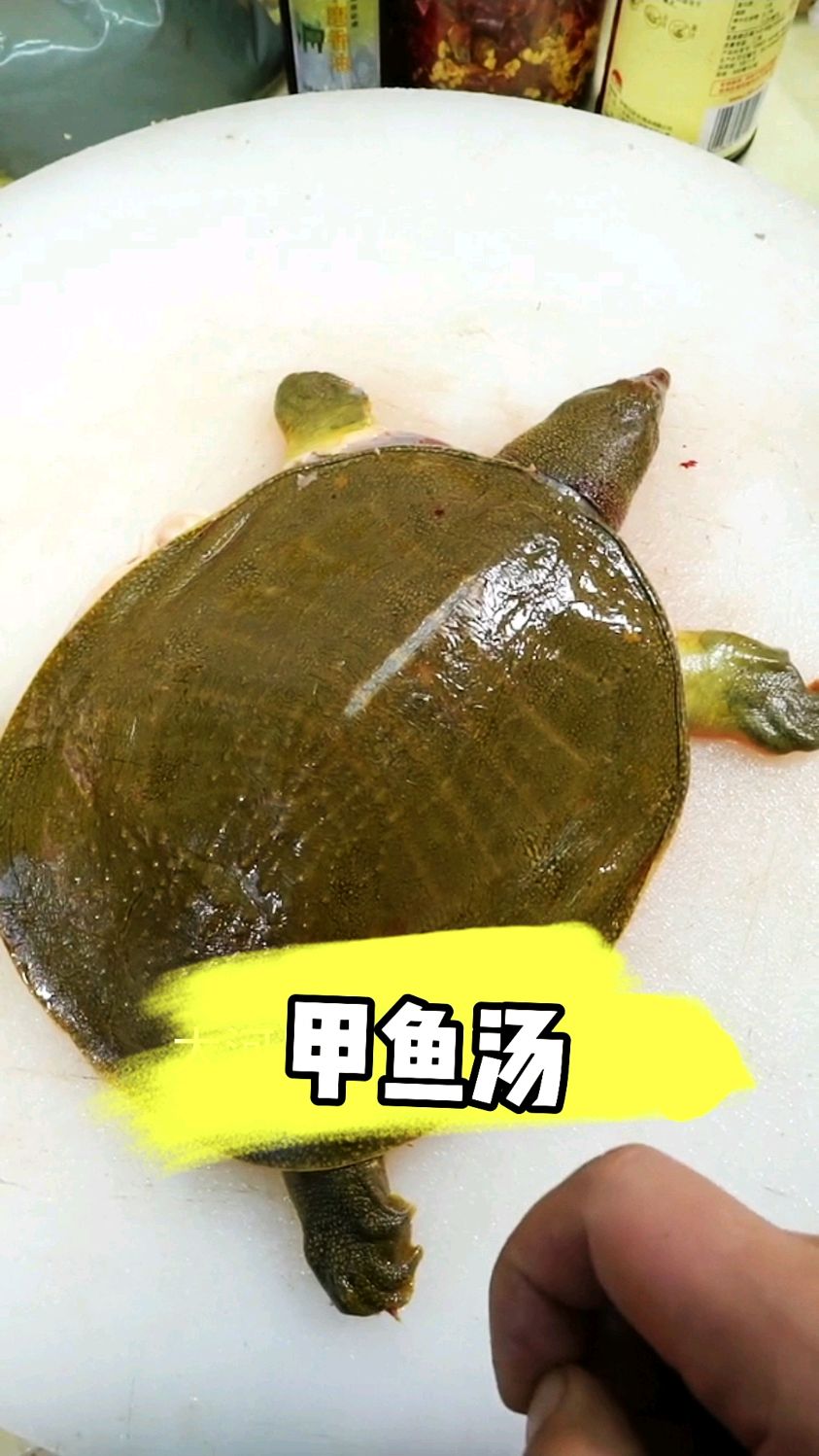 甲鱼在你们那里叫什么?今天给大家分享一个新做法,即能喝汤还能吃肉,赶快收藏吧