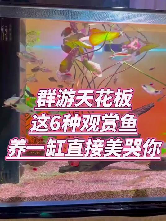 新手养鱼必看!这 6 种热带鱼,群游美哭你