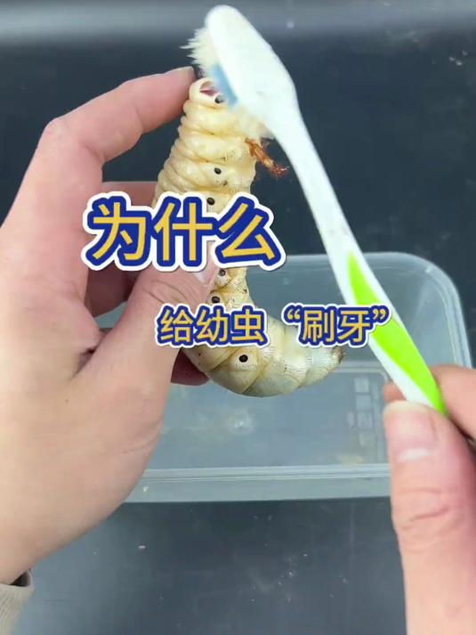 大肉虫换食来啦,你们见过这样的幼虫嘛!