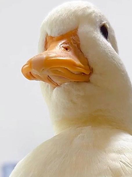 女孩捡到一枚自己滚来的鸭蛋,将它孵化养大后它竟成马拉松选手