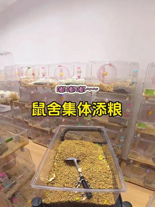 老鼠月嫂今天来集体添粮!仓鼠 金丝熊