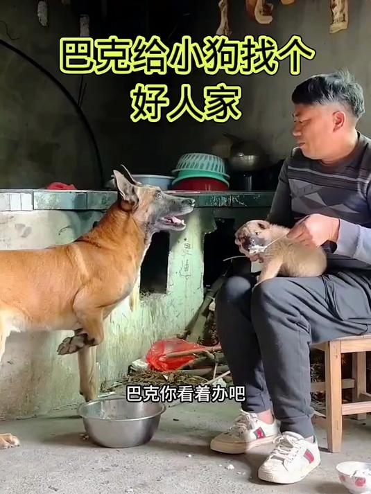 巴克帮小狗找到了一个好人家