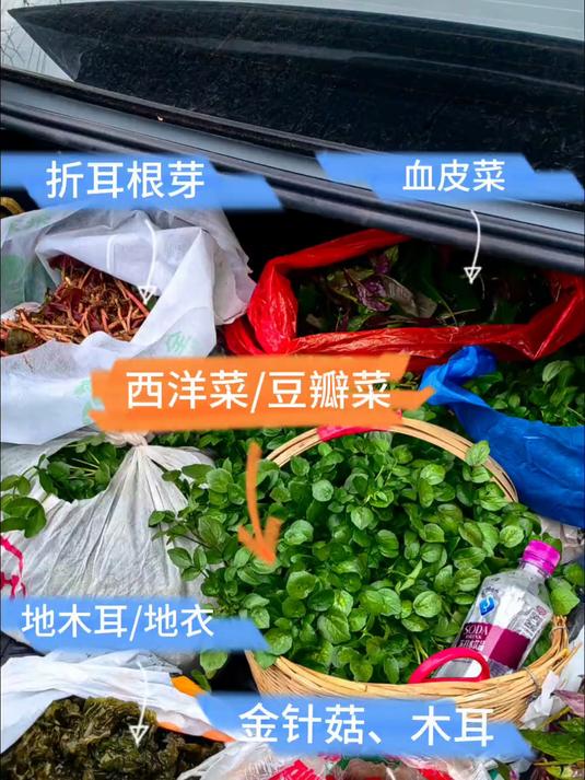 摘野菜之西洋菜、折耳根鱼腥草、野生金针菇、木耳、地衣、血皮菜