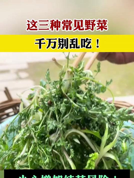 这三种常见野菜,千万别乱吃!小心增加结节风险!
