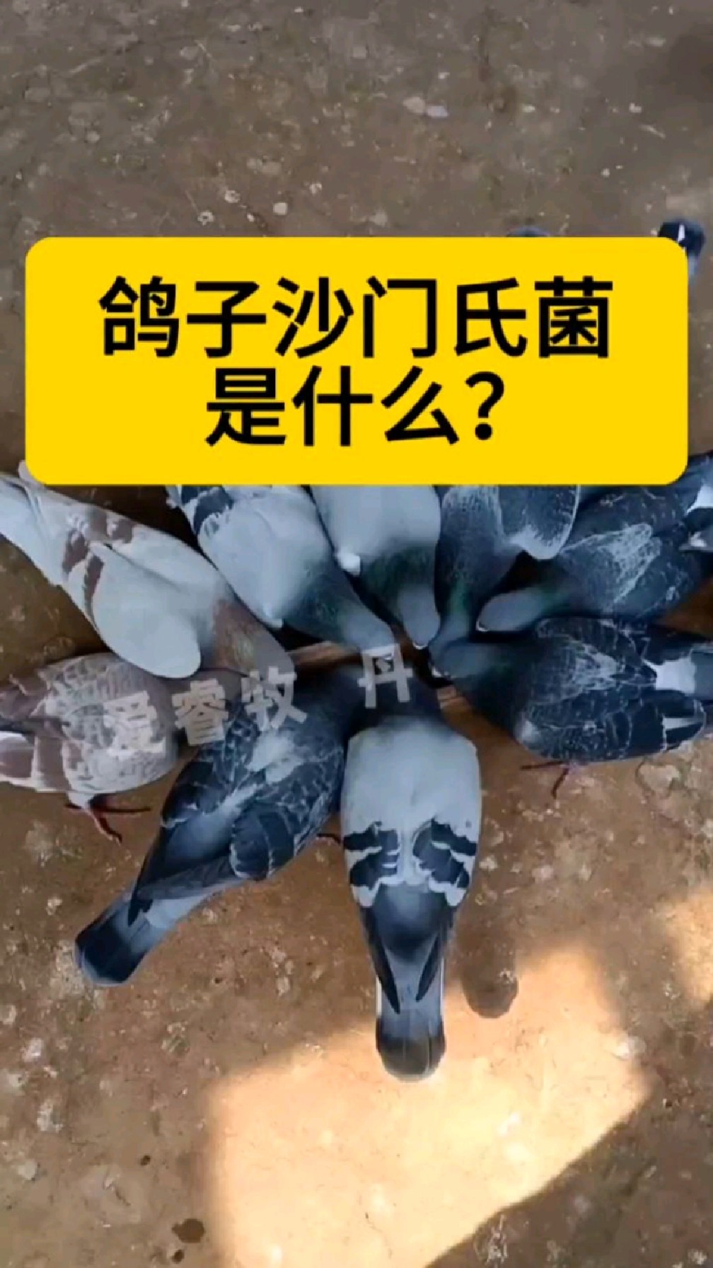 鸽子沙门氏菌是什么?