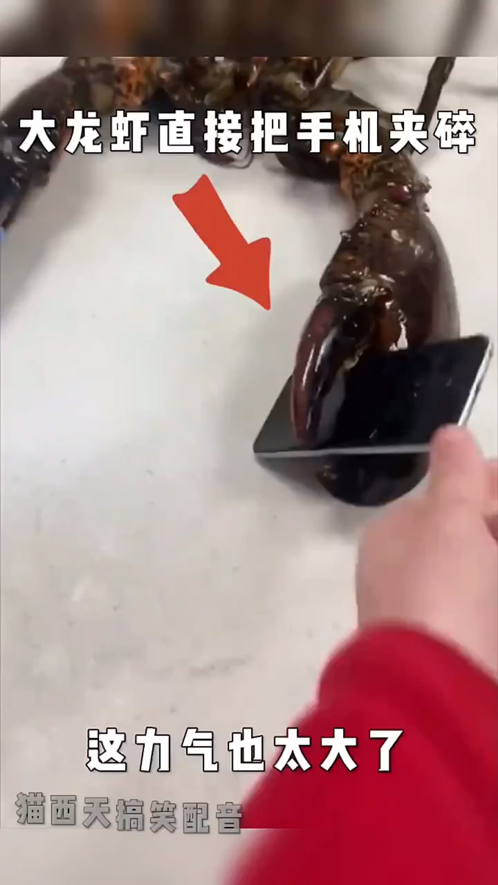 大龙虾直接把手机夹碎