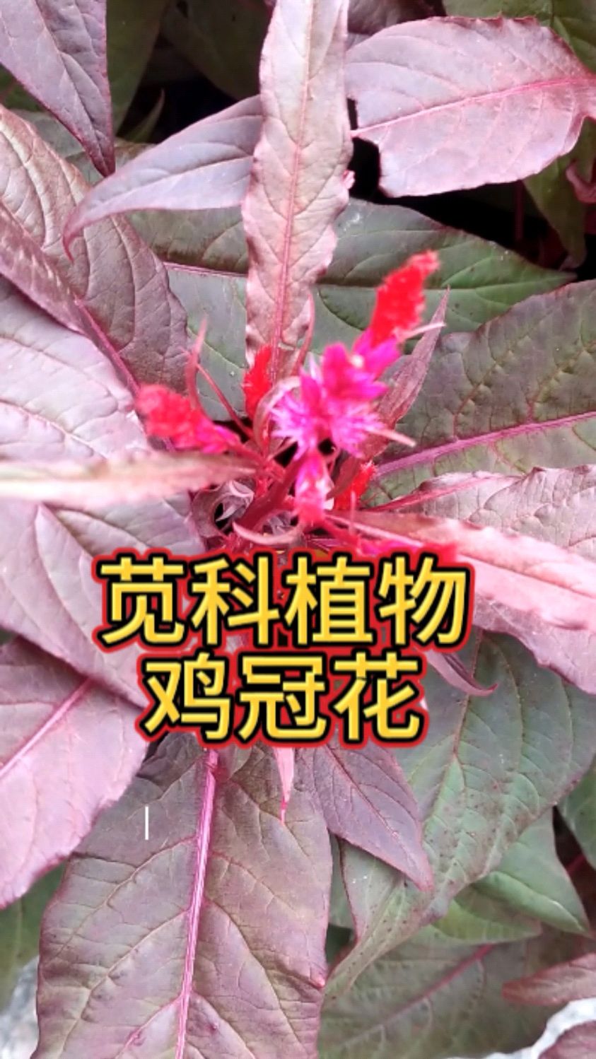 鸡冠花的作用