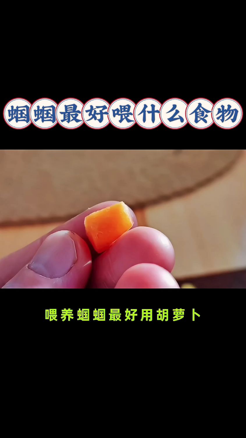 蝈蝈最好喂什么食物