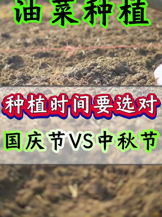 油菜种植时间要选手 国庆节VS中秋节