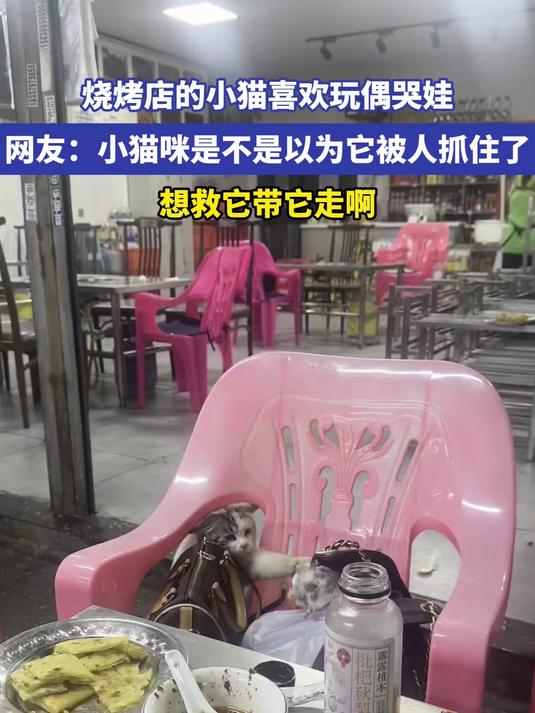 烧烤店的小猫喜欢玩偶哭娃 网友:小猫咪是不是以为它被人抓住了,想救它带它走啊