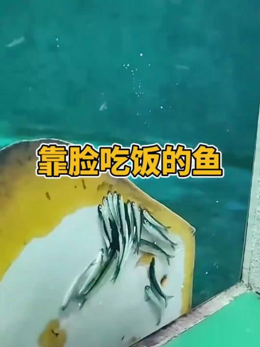 靠脸吃饭的鱼,看它吃的真香