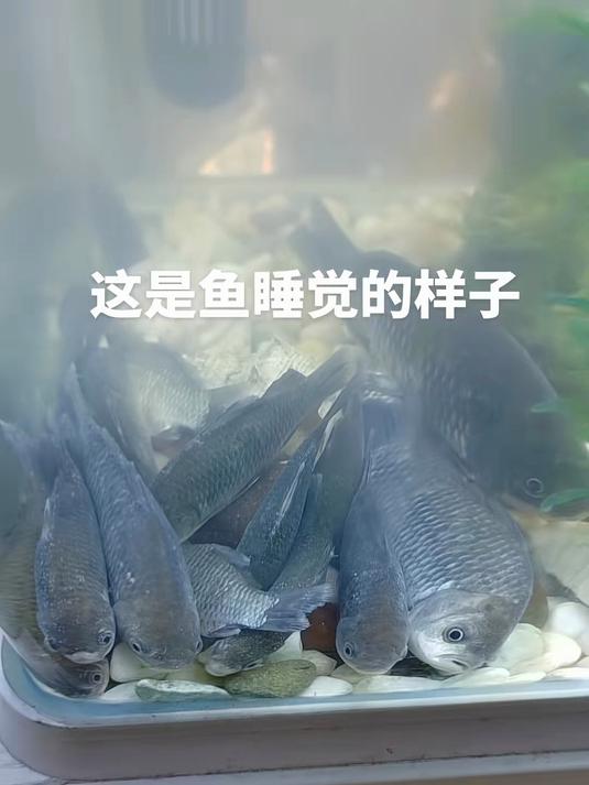 这就是鱼睡觉的样子