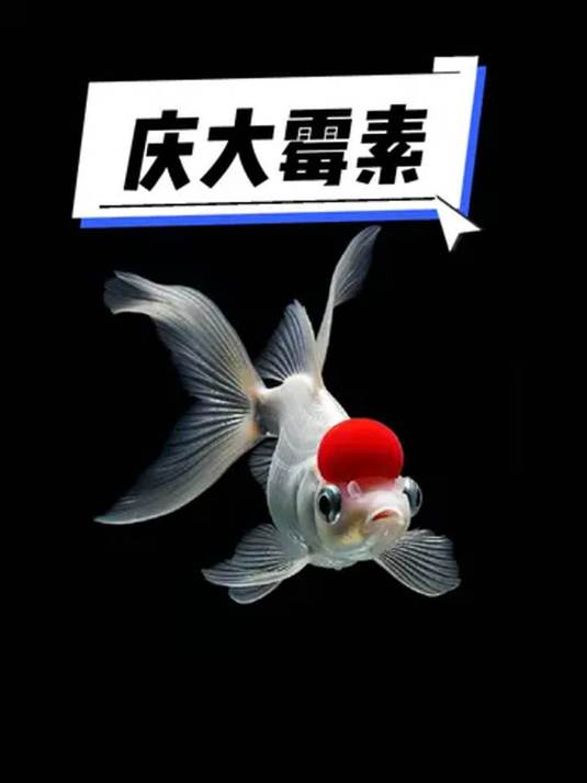 养鱼常备庆大霉素!解决烂鳍烂尾等难题超有效