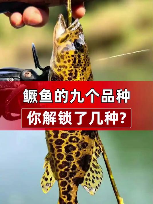 鳜鱼的九个品种,你解锁了几种?