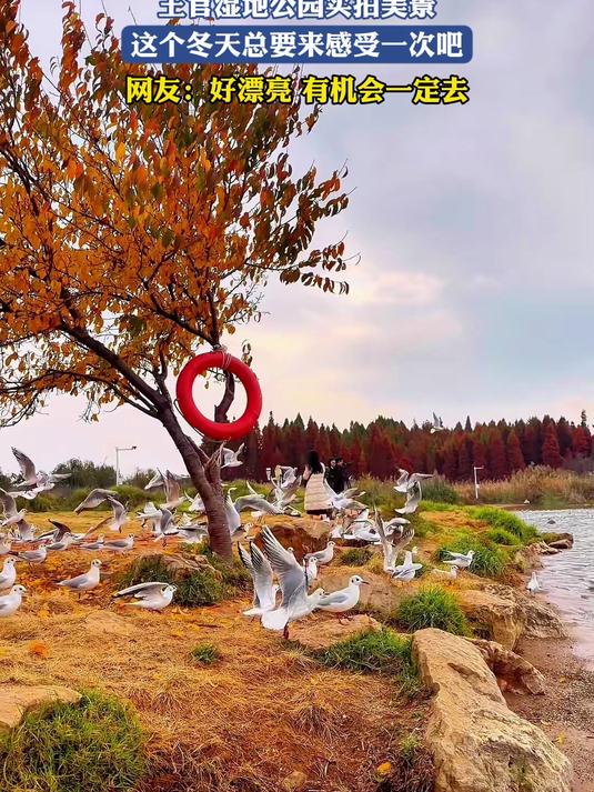 王官湿地公园实拍美景,这个冬天总要来感受一次吧