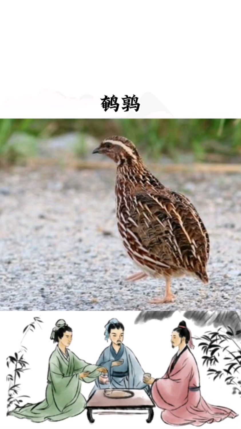 鹌鹑的叫声你听过吗?怎么听起来有点像小狗汪汪的叫声呢?