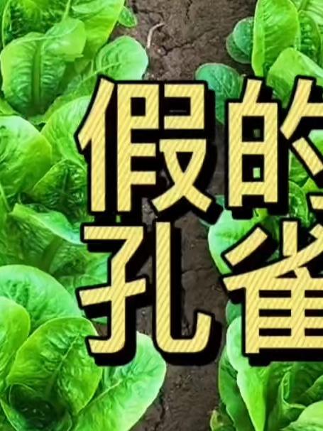推荐一款天热也能种植的蔬菜。它就是孔雀生菜。阳台盆栽地栽都可以种！#省心好物攻略#