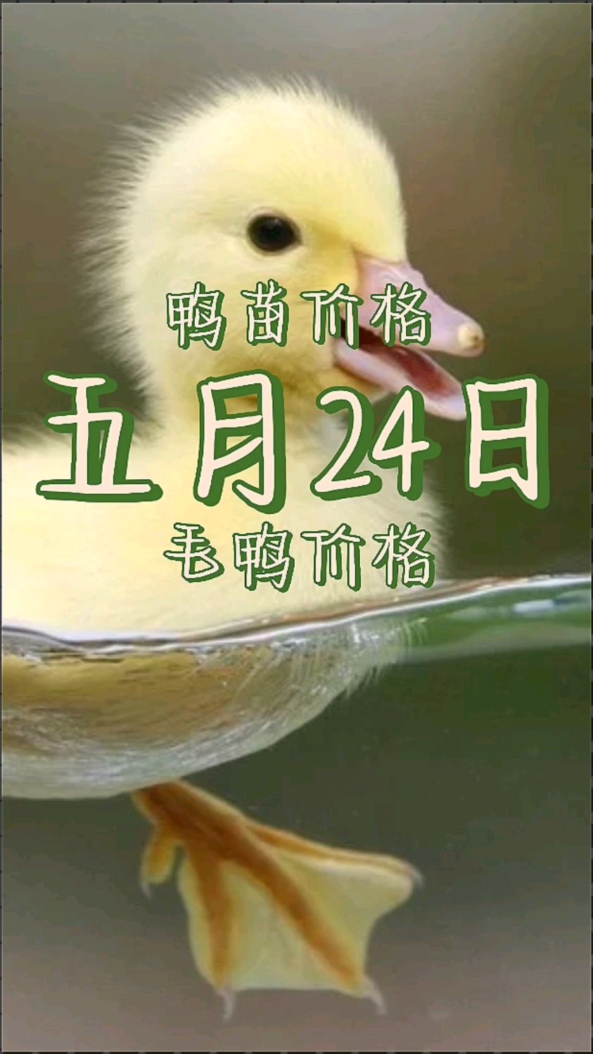 鸭苗价格 鸭苗价格最新报价 鸭苗价格为什么下跌 鸭苗价格还会涨吗 鸭苗价格今日行情