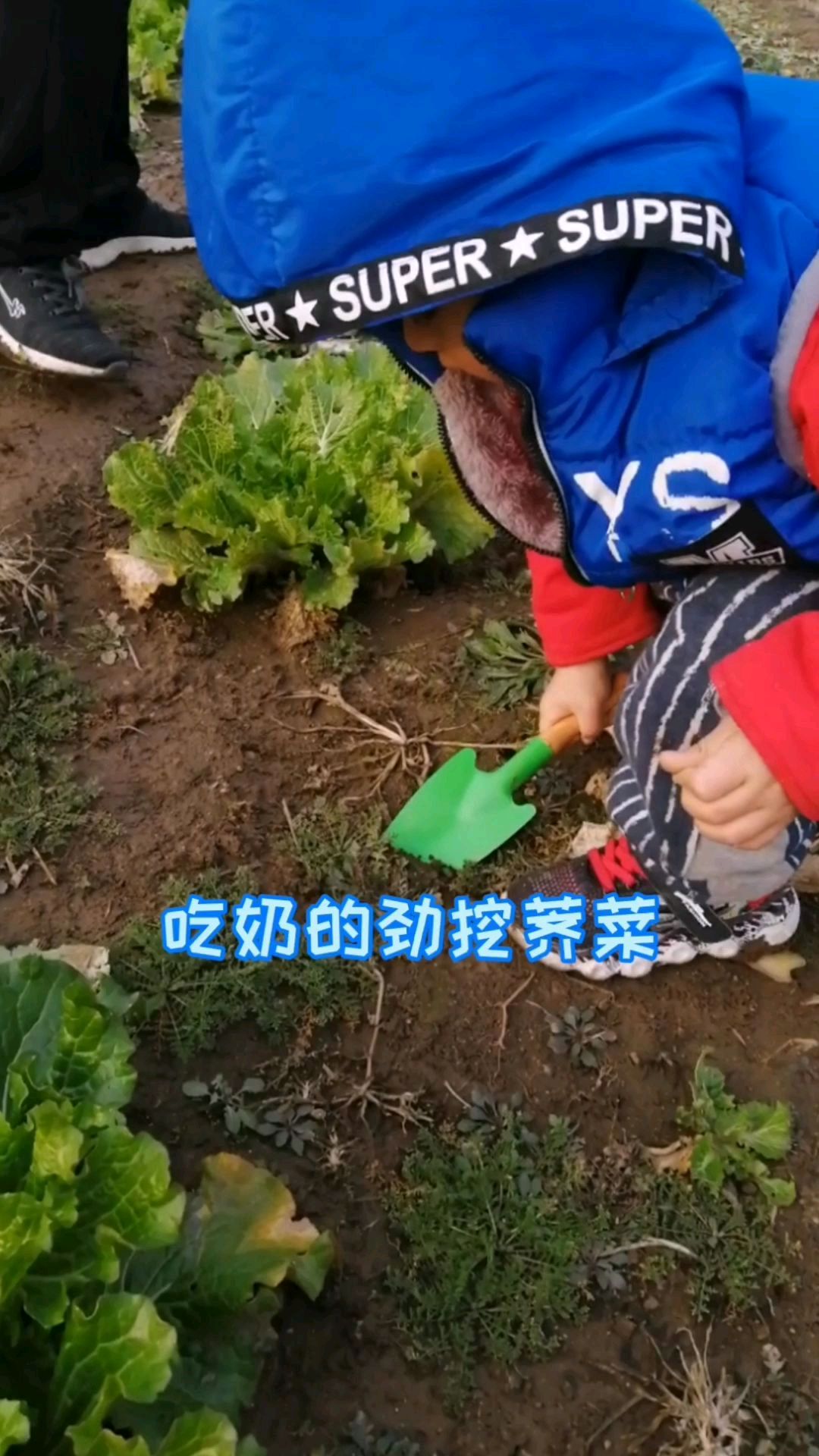 挖荠菜就是要拿出吃奶的劲来