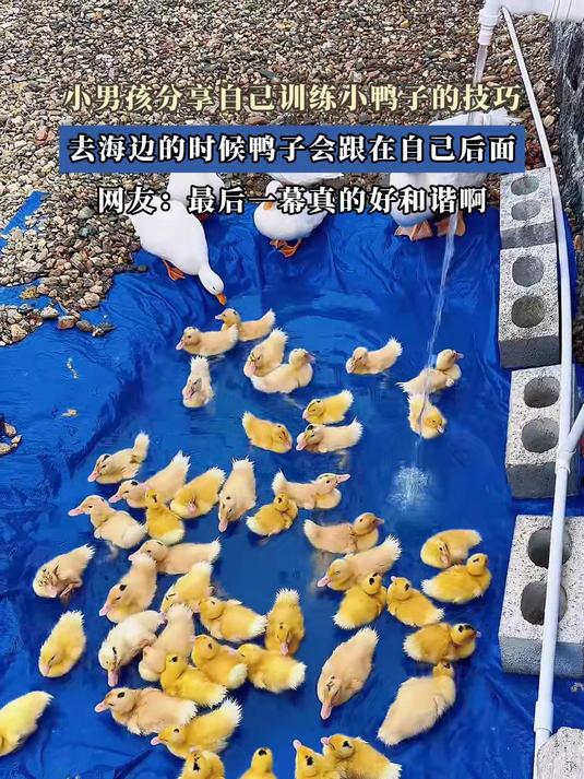 男孩分享自己训练小鸭子的技巧，去海边的时候鸭子会跟在自己后面