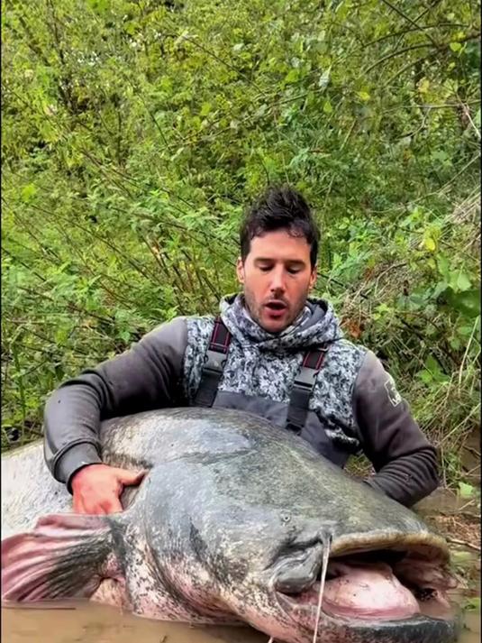 最大的鲶鱼有多大？鲶鱼真的会吃人吗？