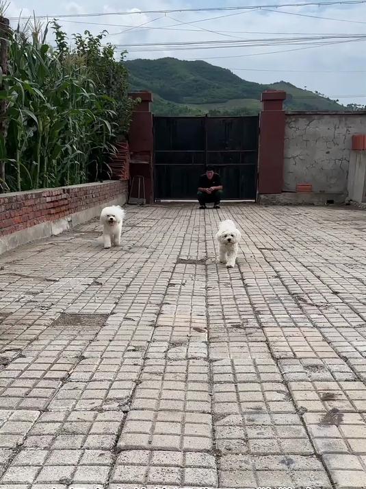 狗狗都比我吃的好！ 我的肉和鱼#狗狗# #萌宠出道计划#