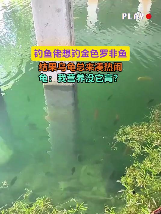 钓鱼佬想钓金色罗非鱼,结果乌龟总来凑热闹,龟:我营养没它高?