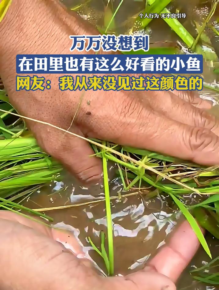 万万没想到,在田里也有这么好看的小鱼,网友:从没见过这颜色的