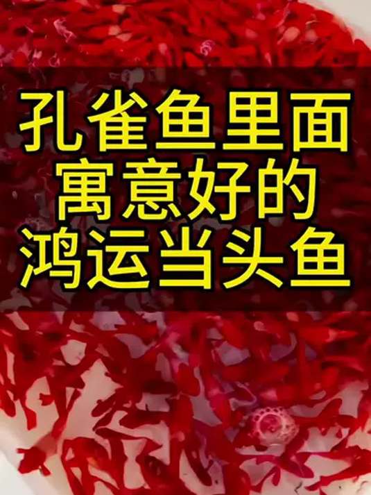 孔雀鱼里这种鸿运当头为啥受鱼友喜爱?颜色美寓意佳