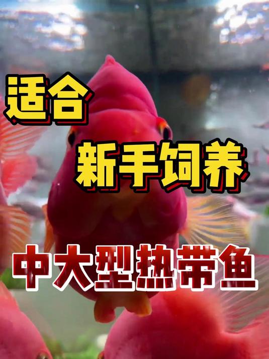 三种最适合新手饲养的中大型热带鱼