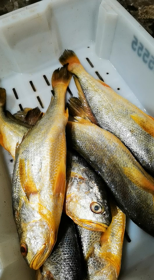 东海野生大黄鱼,太漂亮了