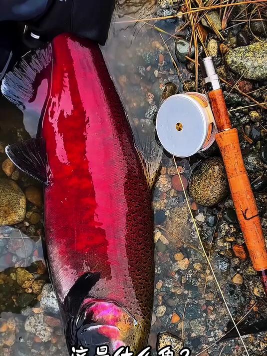 分享18种不同品种的鱼和价格，你都吃过哪几种呀？