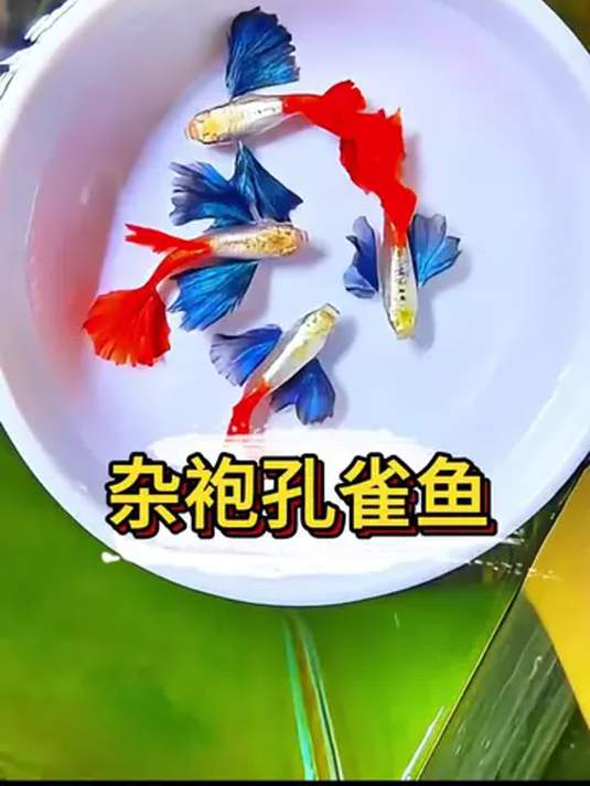 杂袍孔雀鱼:好养能生小鱼,轻松打造观赏鱼群