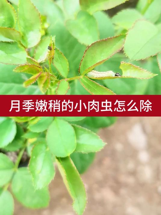 月季嫩稍的小肉虫怎么除