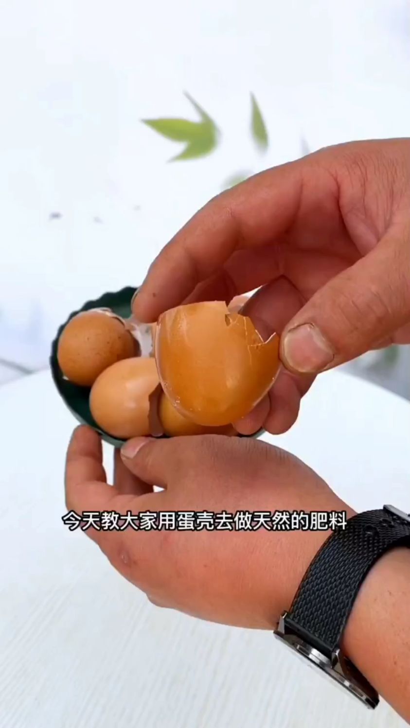 鸡蛋壳养花有妙用