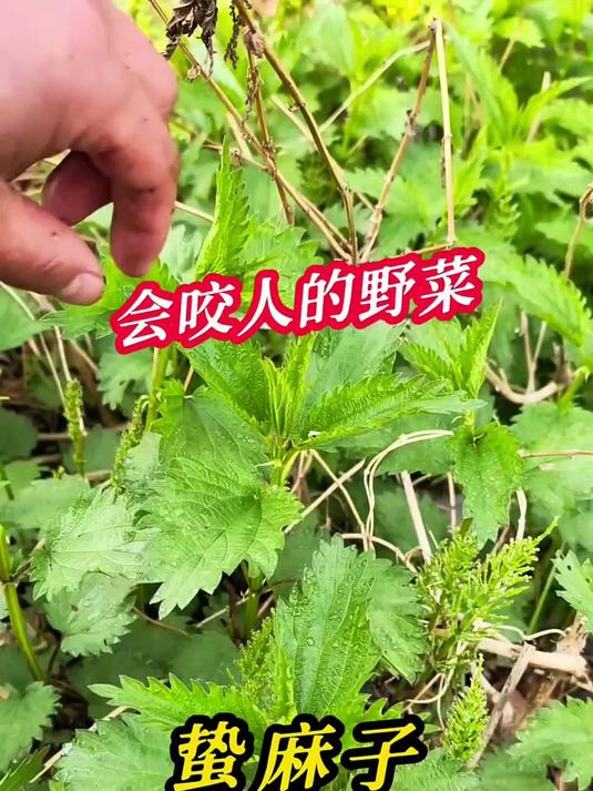 东北常见野菜，蛰麻子，一种会咬人的野菜