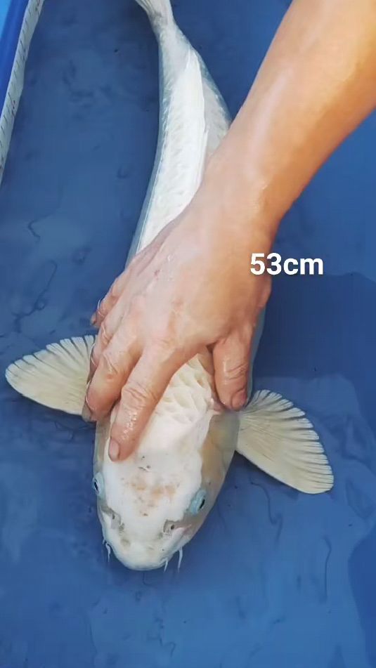 53公分白金锦鲤,锦鲤鱼池配鱼