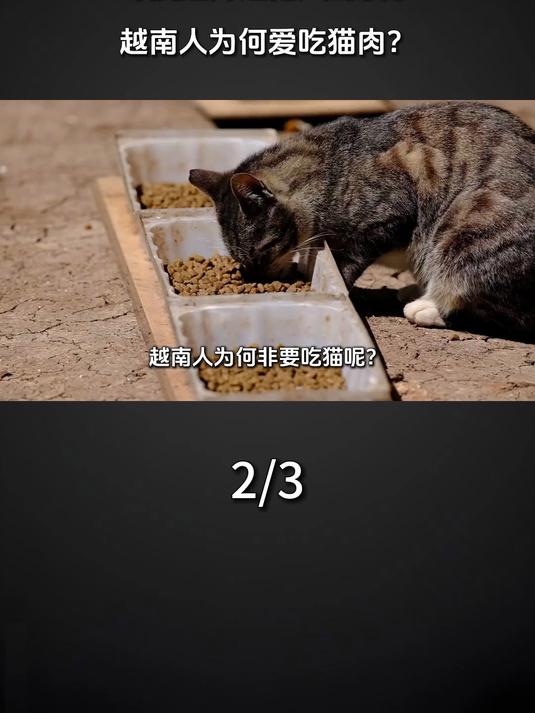 躲过了中国吃货，却没避开越南人的筷子，越南人为何爱吃猫肉 117