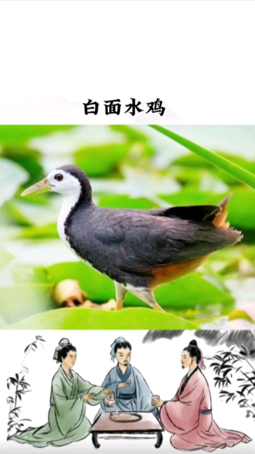 白胸苦恶鸟,又称白面水鸡,白腹秧鸡,鸣声似“苦恶、苦恶”,小时候常听到它的叫声