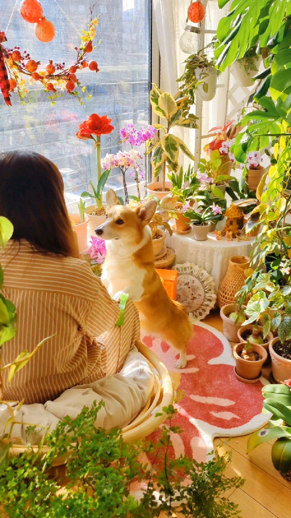 花园里啃鸭舌是什么体验?