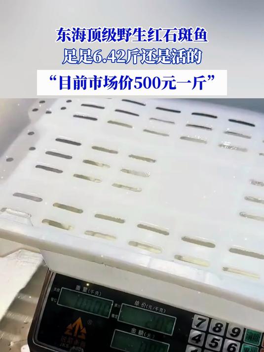 东海顶级野生红石斑鱼,足足6.42斤还是活的