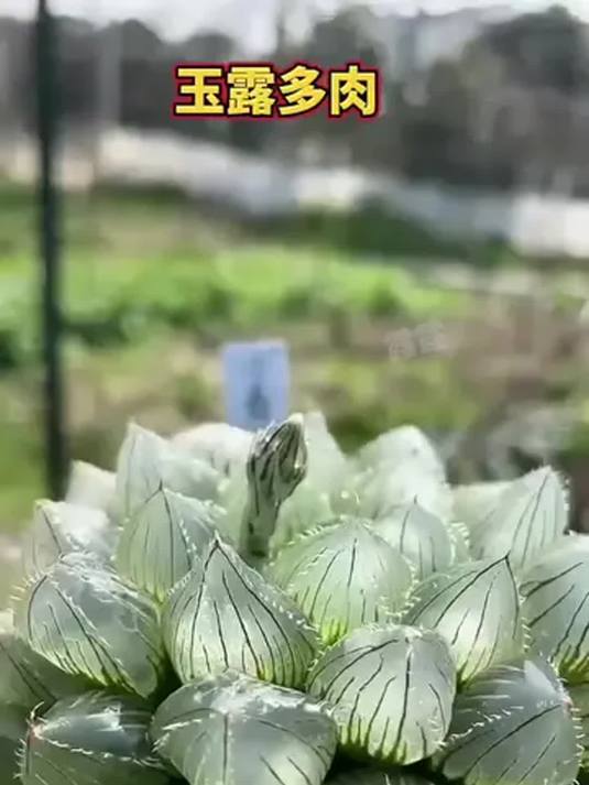 养多肉必看!玉露叶片似果冻,萌态令人醉