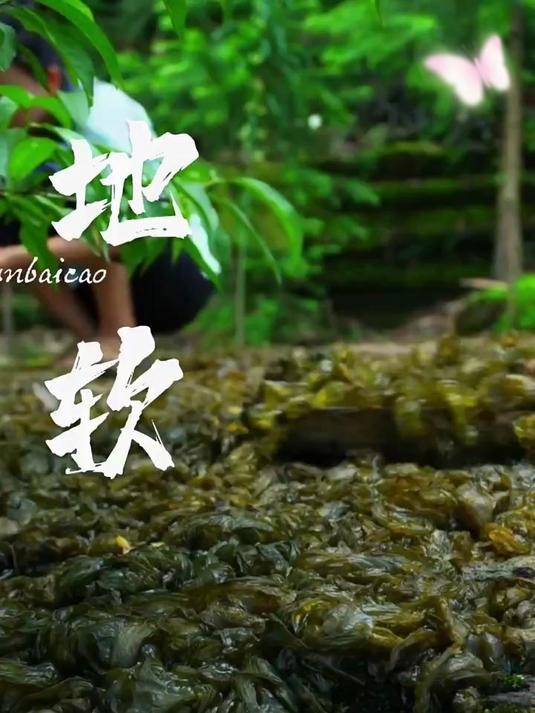 地皮菜:这真的是长在地上的“菜”吗?